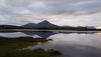 Oystercatchers