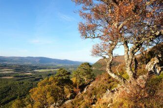 Invereshie & Inshriach National Nature Reserve