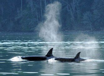 Eagle Wing Whale Watching Tours