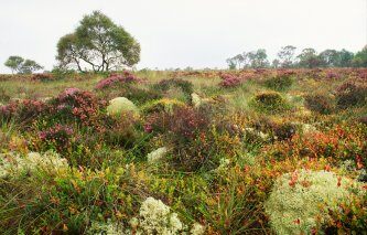 Flanders Moss National Nature Reserve