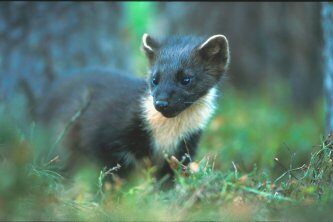 Speyside Wildlife