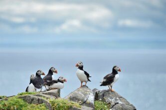 Isle of May National Nature Reserve