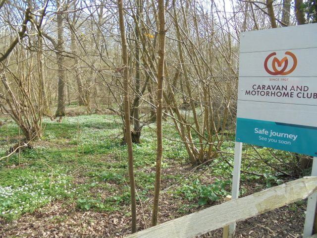 Fairlight Wood