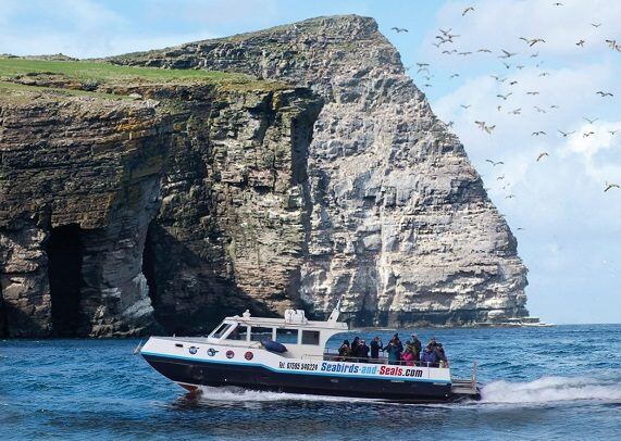 Seabirds-and-Seals